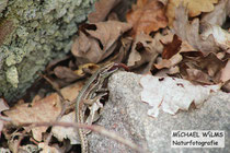 Mauereidechse (Podarcis muralis) frisst erbeuteten Regenwurm