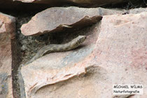 Kletternde Würfelnatter (Natrix tesselata) in einer Natursteinmauer.