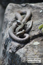 Würfelnatter (Natrix tesselata) und Mauereidechse (Podarcis muralis) gemeinsam beim Sonnen.