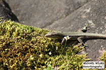 Mauereidechse (Podarcis muralis), Dahn, Südwestpfalz, Mitte März