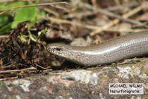 Blindschleiche (Anguis fragilis), adult, bei Schlangenbad (Hessen)