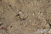Gewöhnliche Nasenschrecke (Acrida ungarica)