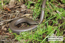 Blindschleiche (Anguis fragilis), adult, bei Schlangenbad (Hessen)