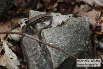 Mauereidechse (Podarcis muralis) frisst erbeuteten Regenwurm