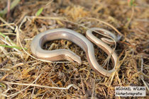 Blindschleiche (Anguis fragilis), juvenil, Fundort: Südpfalz, franzöische Grenze