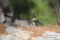 Hardun (Stellagama stellio)