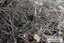 Schwarze Witwe (Latrodectus tredecimguttatus)