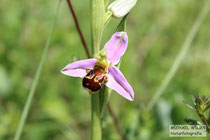 Orchidee aus der Gattung der Ragwurzen (Ophrys ssp.)
