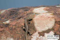 Mauereidechse (Podarcis muralis), Dahn, Südwestpfalz, Mitte März