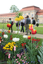 Frühlingbepflanzung vor der Großen Orangerie Schloss Charlottenburg. Foto: Helga Karl