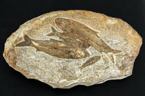 Vor 40 Millionen Jahren kollektiv das Zeitliche gesegnet - knightia eocaena (?) - Vorläufer der Heringe.