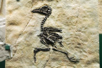 ... und irgendwann holt einen das Unausweichliche ein. (Denver Museum of Nature & Science)