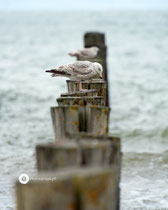 Möwe auf Buhne