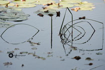 Spiegelungen im Weiher