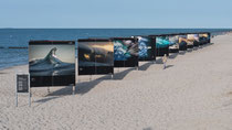 Fotoausstellung "Gewalt der Meere" Zingst