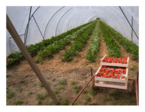 Strawberry Tunnel