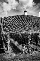 Weingut Haltenau
