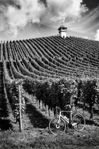 Weingut Haltenau