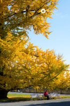 Der große Gingko Baum auf der Insel Mainau