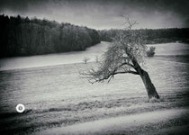 Der alte Baum