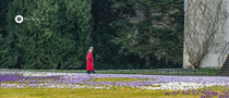 Krokusteppiche auf der Insel Mainau