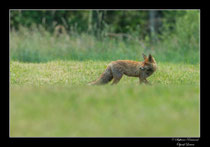 © Objectif Loutre - Stéphane Raimond - Renard en chasse