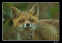 © Objectif Loutre - Stéphane Raimond -  renardeaux