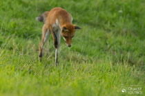 © Objectif Loutre - Stéphane Raimond renard en mulotage