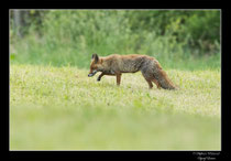 © Objectif Loutre - Stéphane Raimond - Renard en chasse