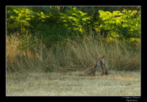 © Objectif Loutre - Stéphane Raimond -  renardeau