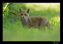 © Objectif Loutre - Stéphane Raimond -Renardeau