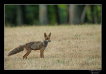 © Objectif Loutre - Stéphane Raimond -  renard