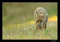 © Objectif Loutre - Stéphane Raimond -  renardeau