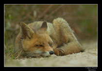 © Objectif Loutre - Stéphane Raimond -  renardeaux