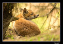 © Objectif Loutre - Stéphane Raimond -  renardeaux