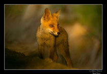 © Objectif Loutre - Stéphane Raimond -  renardeau en sous bois dans une trouée de lumière
