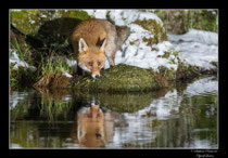 © Objectif Loutre - Stéphane Raimond - Renard