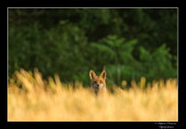 © Objectif Loutre - Stéphane Raimond -  renardeau