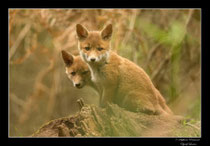 © Objectif Loutre - Stéphane Raimond -  renardeaux