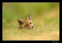 © Objectif Loutre - Stéphane Raimond -  renardeau