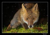 © Objectif Loutre - Stéphane Raimond - Renard se hissant sur un talus
