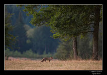 © Objectif Loutre - Stéphane Raimond -  renard