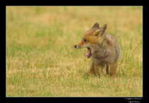 © Objectif Loutre - Stéphane Raimond -  renardeau