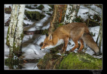 © Objectif Loutre - Stéphane Raimond - Renard