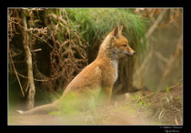© Objectif Loutre - Stéphane Raimond -  renardeau