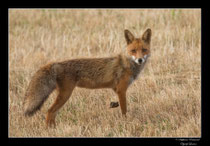 © Objectif Loutre - Stéphane Raimond -  renard