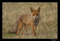 © Objectif Loutre - Stéphane Raimond -  renard