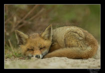© Objectif Loutre - Stéphane Raimond -  renardeaux