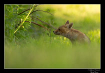 © Objectif Loutre - Stéphane Raimond - Renardeau