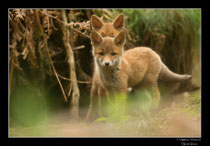 © Objectif Loutre - Stéphane Raimond -  renardeaux